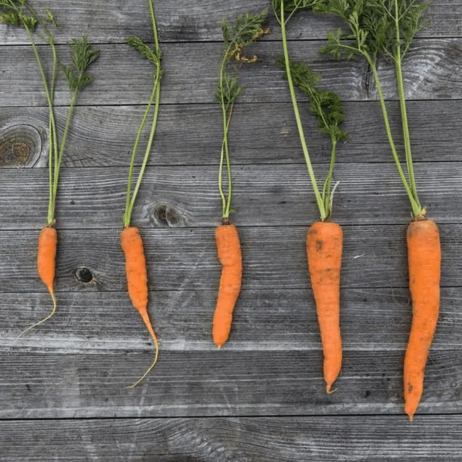 5 different sized fresh carrots lying on top of a wooden table