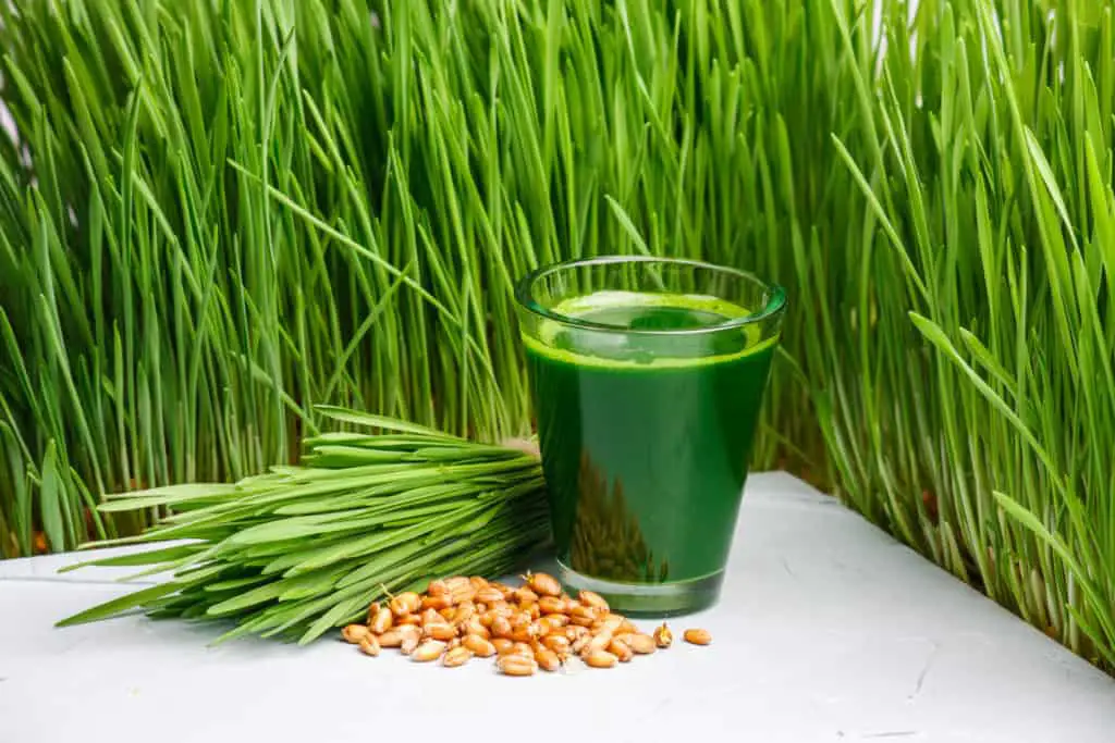 Shot of wheatgrass on a white table surrounded by fresh growing wheatgrass