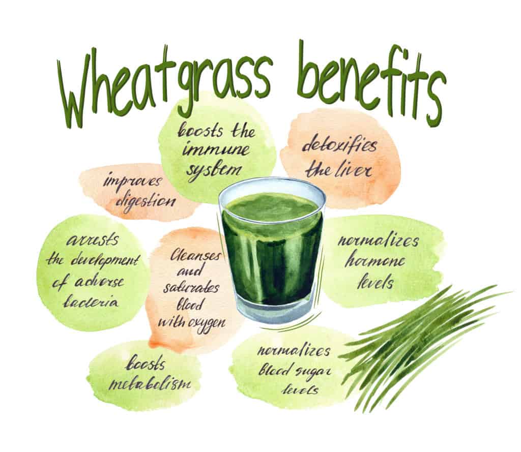 wheatgrass juice in a shot glass surrounded by the benefits of wheatgrass