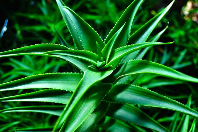 aloe vera